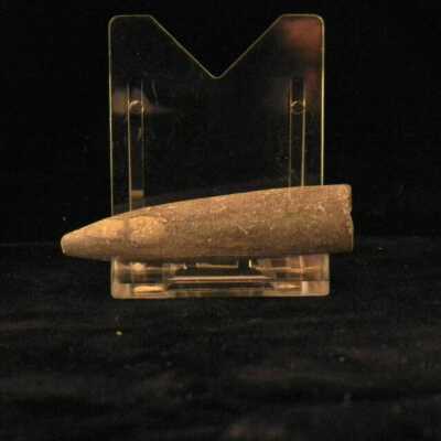 Belemnite
