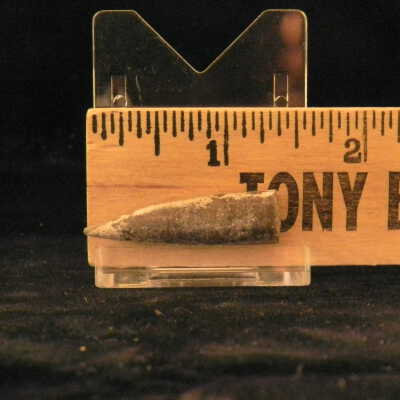 Belemnite