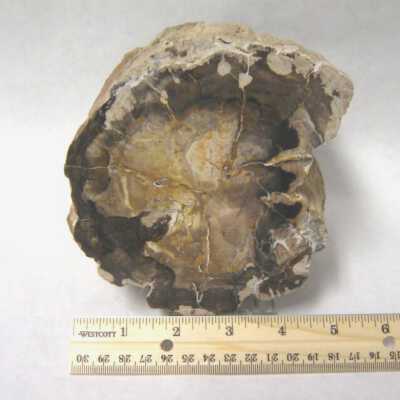 Limb Cast