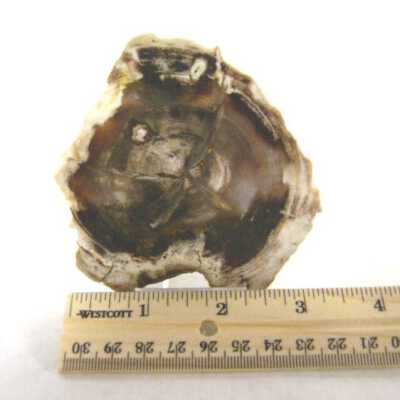 Petrified Wood