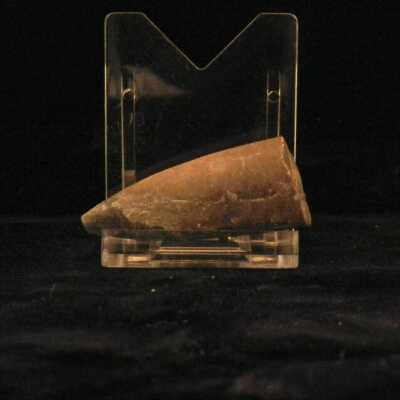 Belemnite