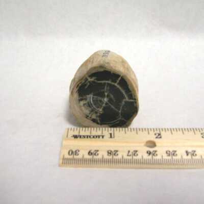Limb Cast