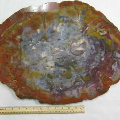 Araucaria