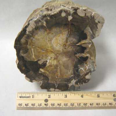 Limb Cast