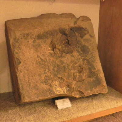 Ammonite