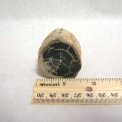 Limb Cast