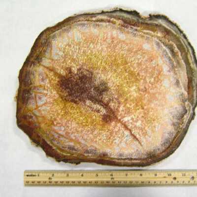 Petrified Wood