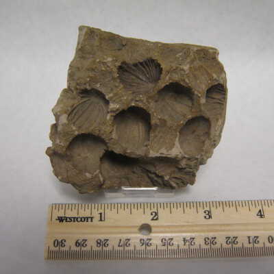 Nut Mold