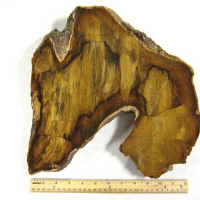 Petrified Wood