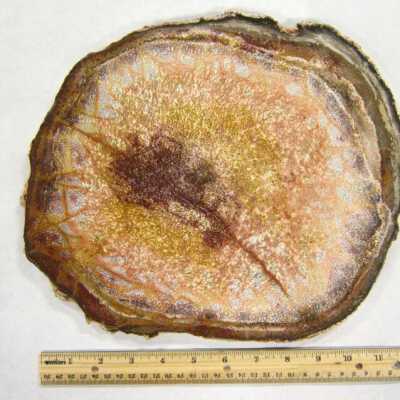 Petrified Wood