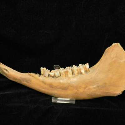 Bison Jaw Bone