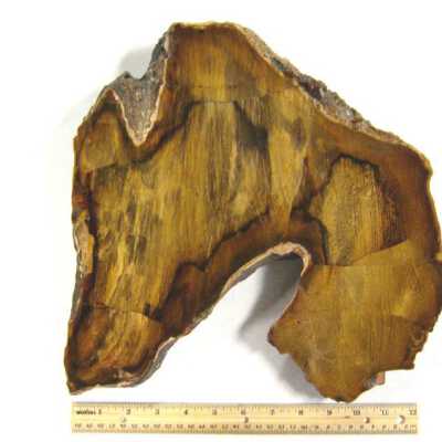 Petrified Wood