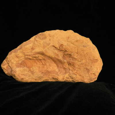 Clam (fossil)