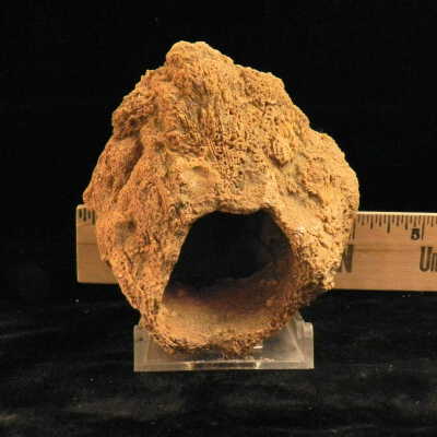 Barnacle