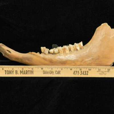 Bison Jaw Bone