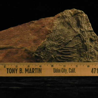 Crinoid