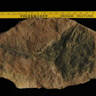 Crinoid