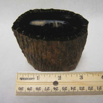 Fossil Cycad