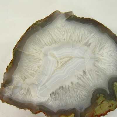 Petrified wood limb cast