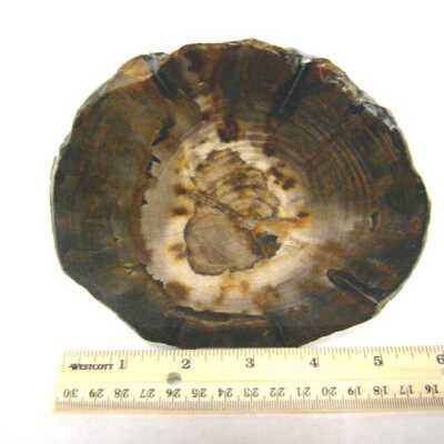 Petrified Wood