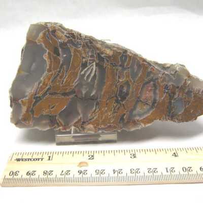 Limb Cast