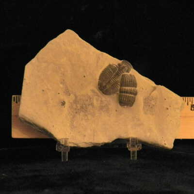 Trilobite
