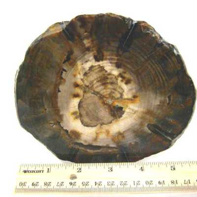 Petrified Wood