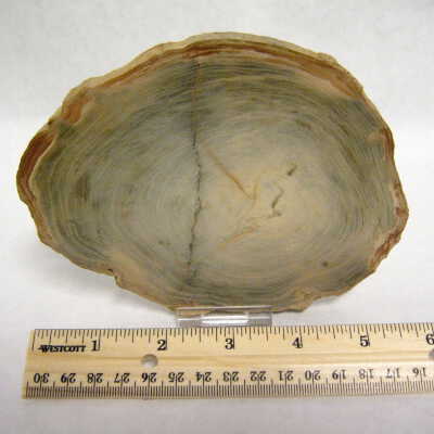 Basswood