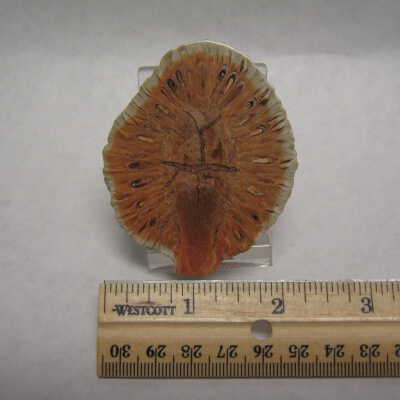 Aracaria Seed Cones