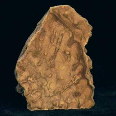 Stromatolite