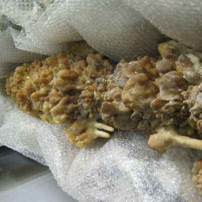 Aragonite Stalactite
