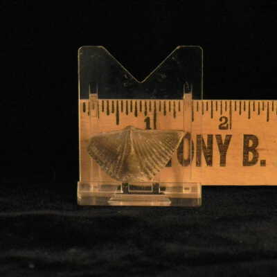 Murospirifer (butterfly shells)