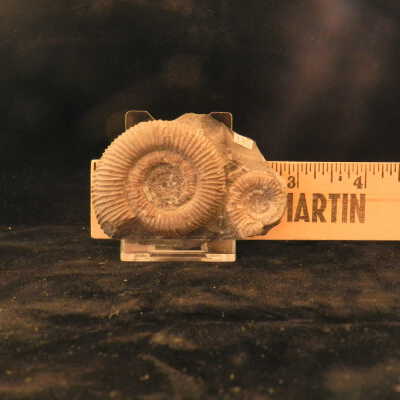 Ammonite