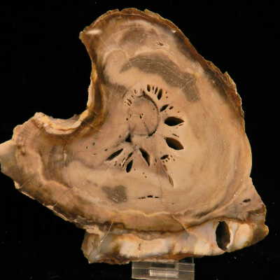 Petrified Wood