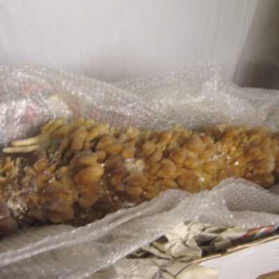 Aragonitite Stalacitite