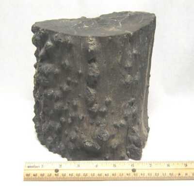 Limb Cast