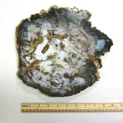 Petrified Wood