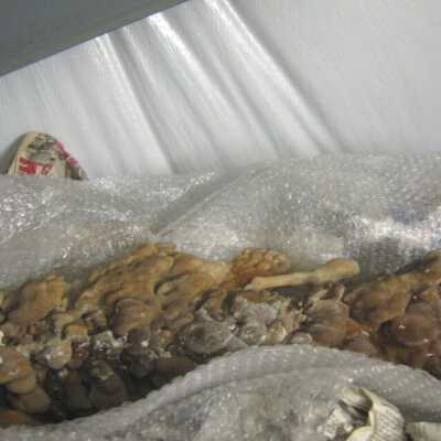 Aragonite Stalactite