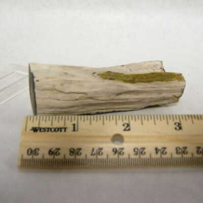 Petrified Wood
