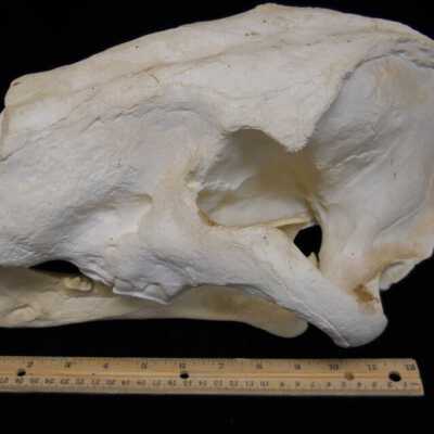 Sabre Tooth Cat