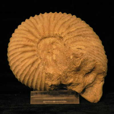 Macrocephalites subpila (Ammonite)