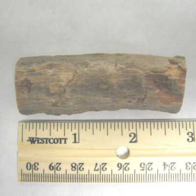 Acaucaia Root