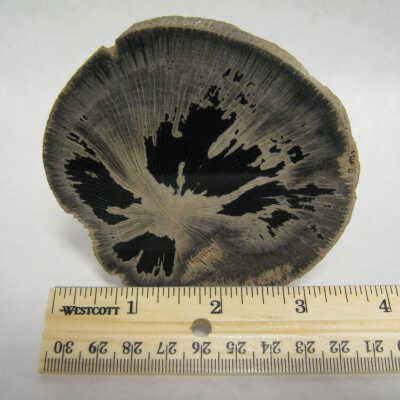 Sycamore
