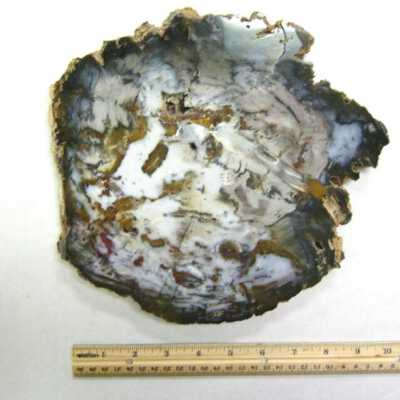 Petrified Wood