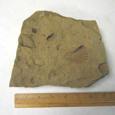 Trigonia (Bivalve)