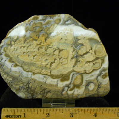 Mushroom Jasper