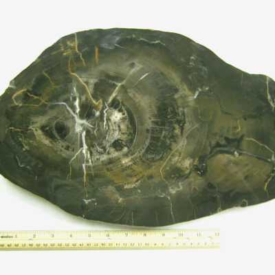 Petrified Wood
