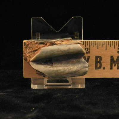 One Toed Horse (tooth)