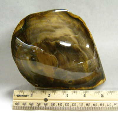 Petrified Wood