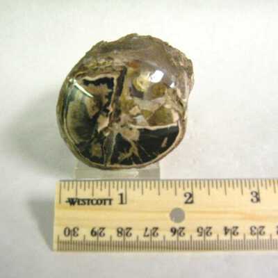 Petrified Wood